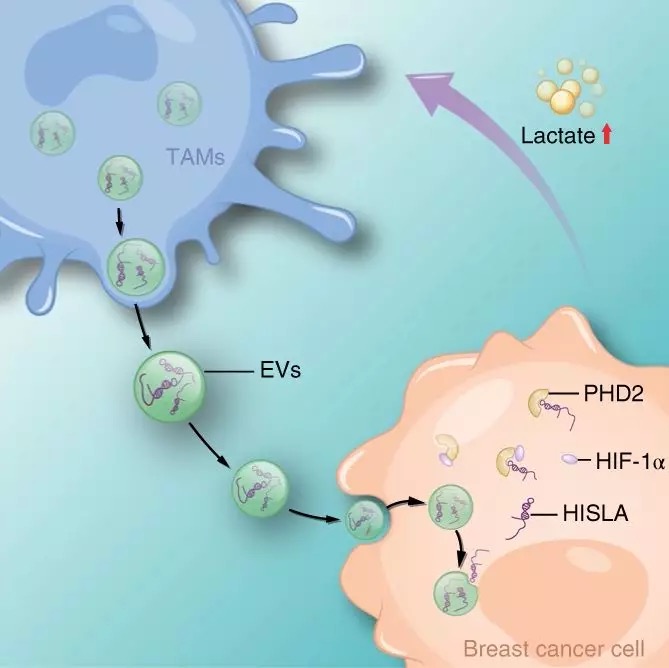 一起來盤點(diǎn)lncRNA最新研究進(jìn)展(20190404)-肽度TIMEDOO