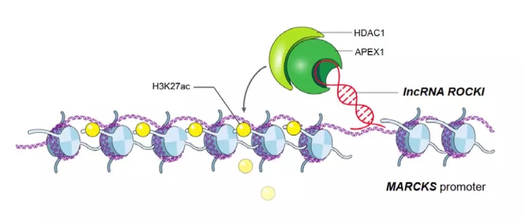 一起來盤點(diǎn)lncRNA最新研究進(jìn)展(20190404)-肽度TIMEDOO