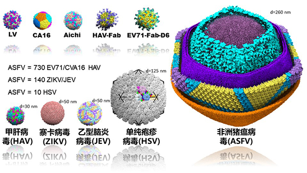 中國科學家解析非洲豬瘟病毒顆粒精細三維結構-肽度TIMEDOO