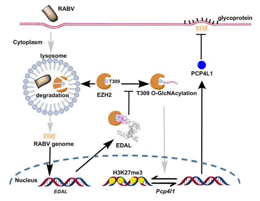 Genome Biol丨華中農(nóng)大趙凌團隊揭示新型抗病毒lncRNA EDAL促進EZH2溶酶體降解機制-肽度TIMEDOO