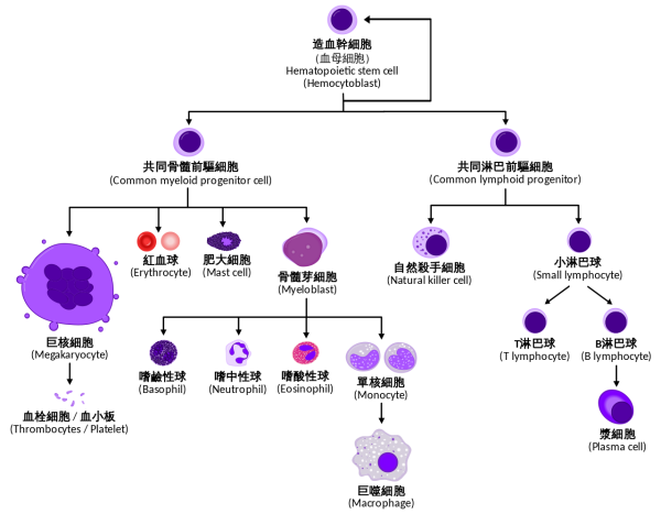巴塞羅那基因調(diào)控中心:發(fā)現(xiàn)表觀遺傳調(diào)控因子Phf19對于造血干細(xì)胞的分化十分關(guān)鍵-肽度TIMEDOO