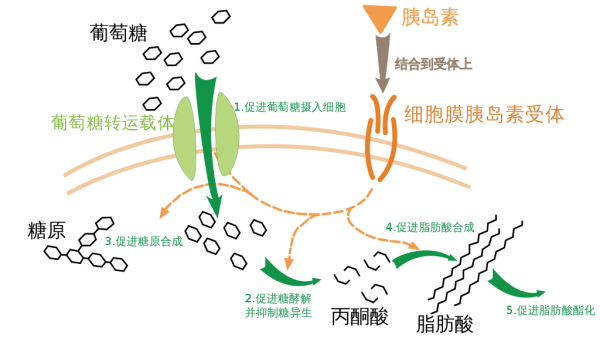 Nature Metabolism:皮下移植胰島細(xì)胞治療糖尿病-肽度TIMEDOO
