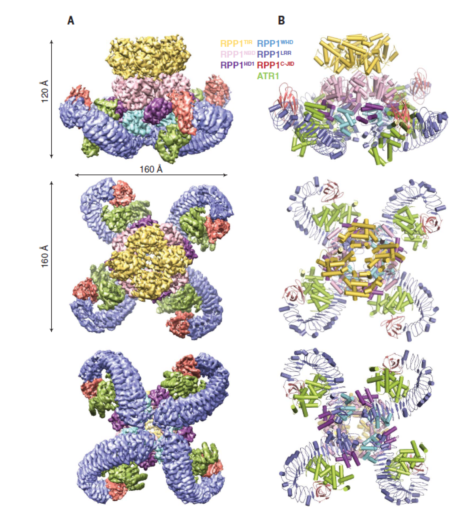 科研成果 | 清華大學(xué)柴繼杰課題組與合作者首次揭示植物TNL類抗病蛋白激活的分子機(jī)制-肽度TIMEDOO