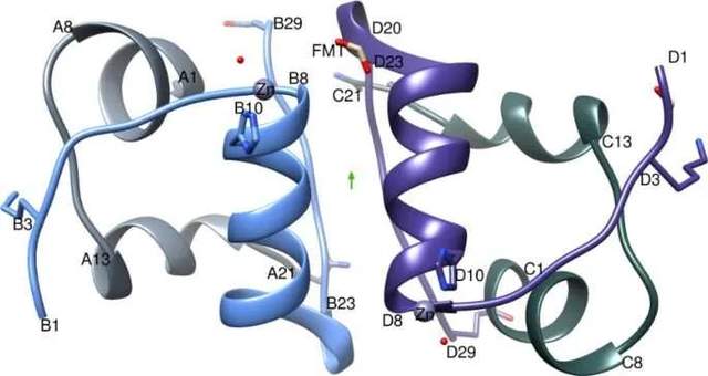 為什么 Glulisine 胰島素起效更快?英國(guó)科學(xué)家首次給出分子水平解釋-肽度TIMEDOO