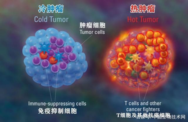 浙江大學夏宏光團隊發(fā)現(xiàn)癌癥免疫治療新靶點-肽度TIMEDOO