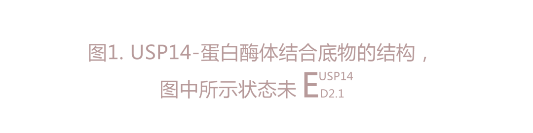 Nature | 利用深度學(xué)習(xí)強(qiáng)化的3D分類(lèi)闡明USP14對(duì)蛋白酶體功能的動(dòng)態(tài)調(diào)節(jié)-肽度TIMEDOO