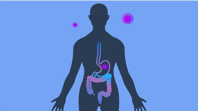 胃腸道疾病研究重大突破具有免疫系統(tǒng)的類器官創(chuàng)建-肽度TIMEDOO