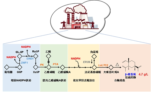 中科院大連化物所實(shí)現(xiàn)高效生物合成抗腫瘤藥物β-欖香烯-肽度TIMEDOO