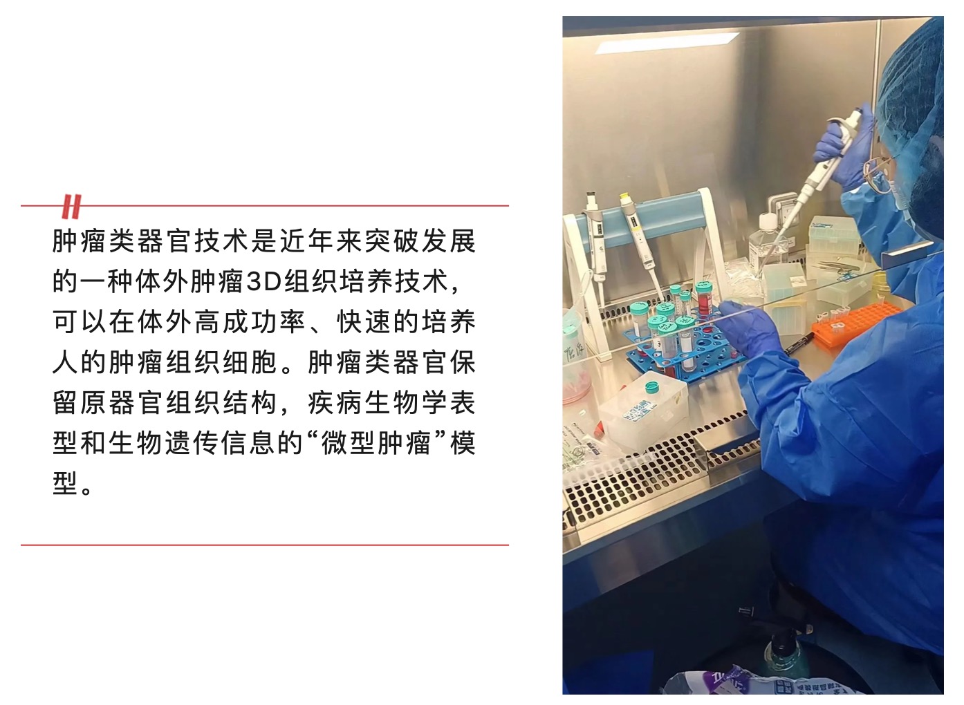 腫瘤類器官技術(shù):解鎖醫(yī)學(xué)的未來(lái)大門-肽度TIMEDOO