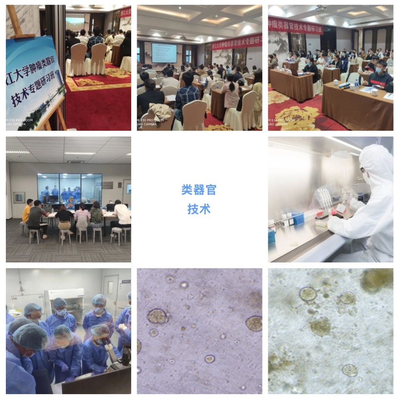 腫瘤類器官技術(shù):解鎖醫(yī)學(xué)的未來(lái)大門-肽度TIMEDOO