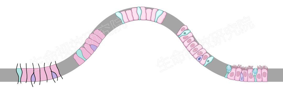 2024年3月16-17日·廣州·“科研矢量插圖”高階訓練營通知!-肽度TIMEDOO