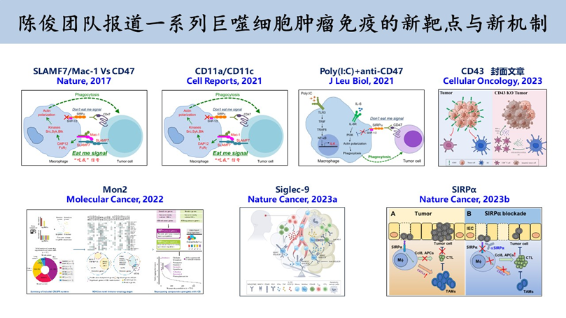 Nature Cancer | 中山大學(xué)中山醫(yī)學(xué)院陳俊團(tuán)隊(duì)報(bào)道巨噬細(xì)胞受體Sirpα調(diào)控腫瘤免疫逃逸的新機(jī)制-肽度TIMEDOO