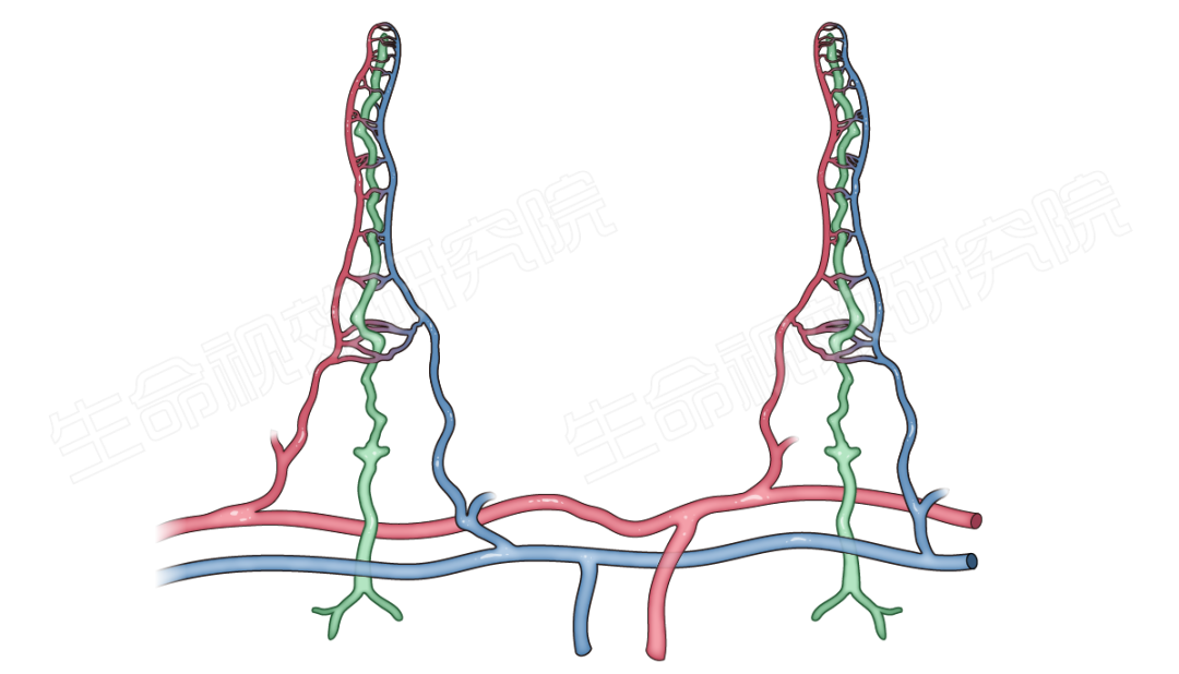2024年3月16-17日·廣州·“科研矢量插圖”高階訓練營通知!-肽度TIMEDOO