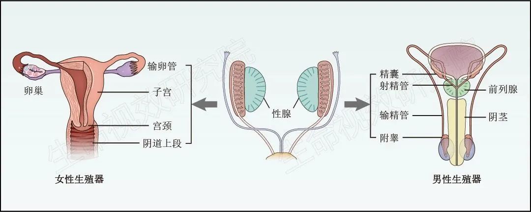 2024年3月16-17日·廣州·“科研矢量插圖”高階訓練營通知!-肽度TIMEDOO