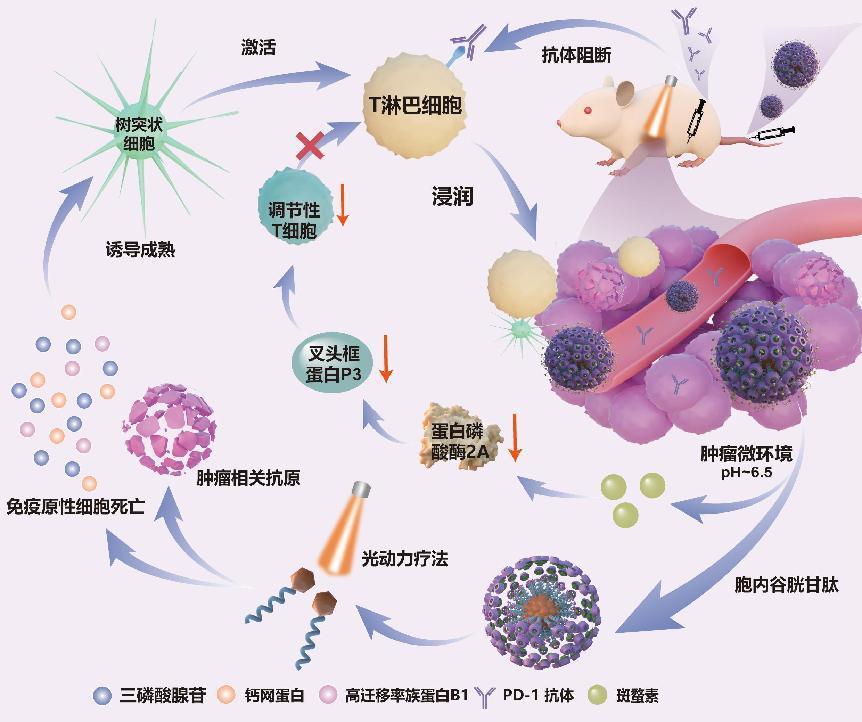 超分子自組裝納米粒為乳腺癌治療帶來曙光-肽度TIMEDOO