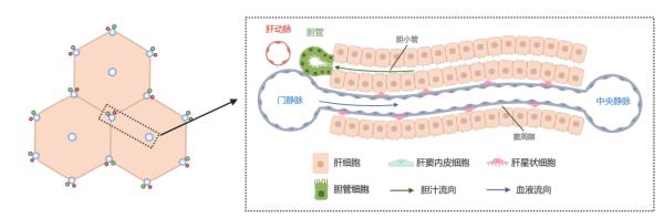 “透視”肝臟:中國科學(xué)家構(gòu)建小鼠肝臟高精度時空圖譜-肽度TIMEDOO