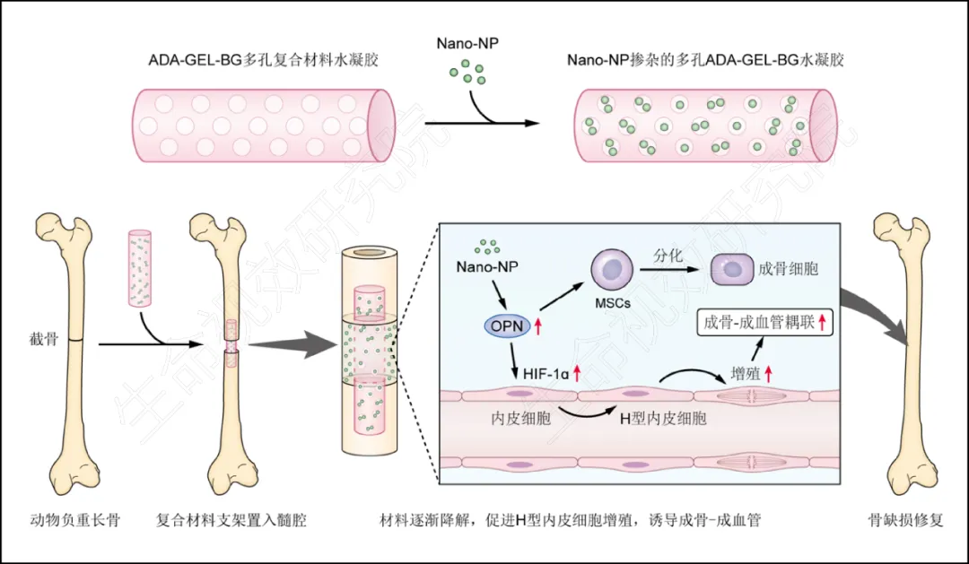 2024年6月22-23日(周六日)SCI論文/基金插圖培訓(xùn)班(線上線下同步)-肽度TIMEDOO
