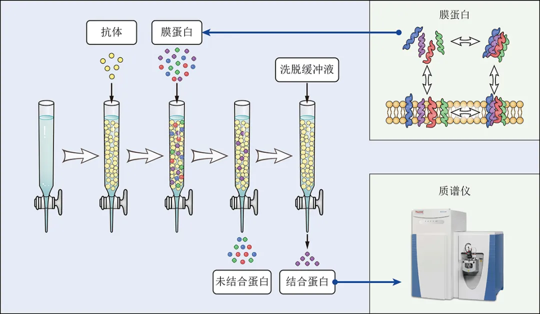2024年6月22-23日(周六日)SCI論文/基金插圖培訓(xùn)班(線上線下同步)-肽度TIMEDOO