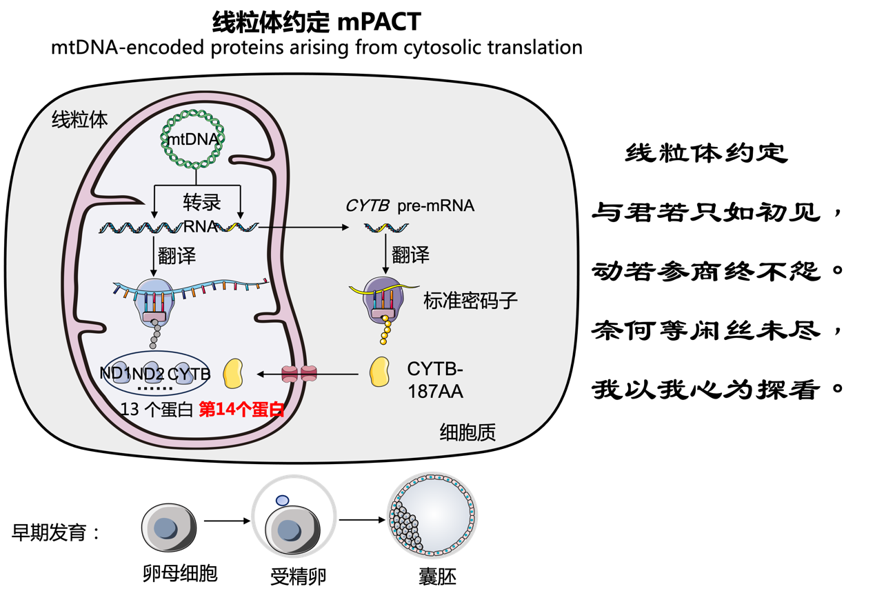科學家首次發(fā)現(xiàn)線粒體基因編碼第14個蛋白質(zhì)-肽度TIMEDOO