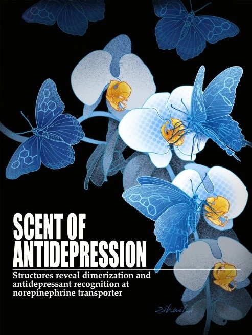 《自然》:上海藥物所破解抗抑郁藥物分子識(shí)別密碼-肽度TIMEDOO