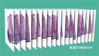 新平臺可繪制亞細胞精度的組織3D圖-肽度TIMEDOO