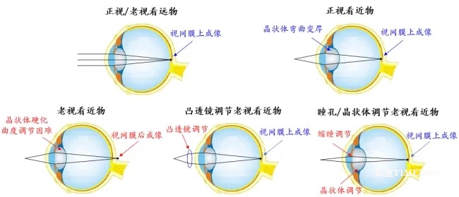 普樂(lè)康醫(yī)藥獲得北京雙鷺?biāo)帢I(yè)股權(quán)投資,助力公司重磅眼科藥物開(kāi)發(fā)-肽度TIMEDOO